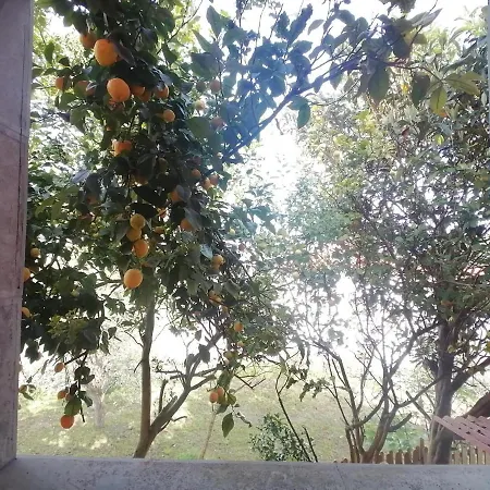 Palmeras 셀로리오